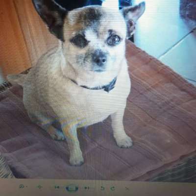 👉 Schläfern wir unsere Hunde zu schnell ein? 🤔-Beitrag-Bild