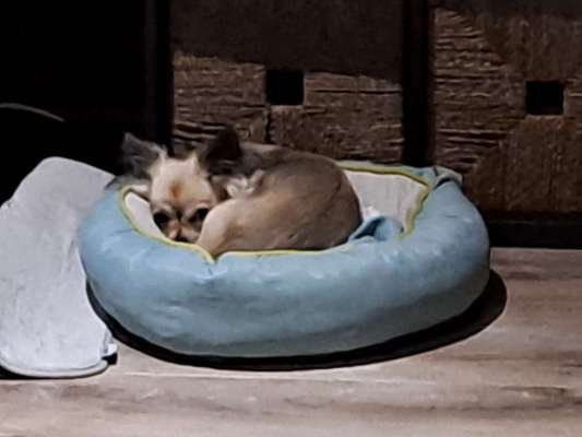 Wo sind die Chihuahua Besitzer ?-Beitrag-Bild