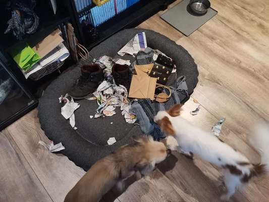 Was haben eure Hunde schon gefressen oder zerstört ?-Beitrag-Bild