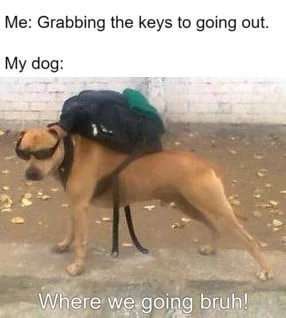 Hunde Memes-Beitrag-Bild