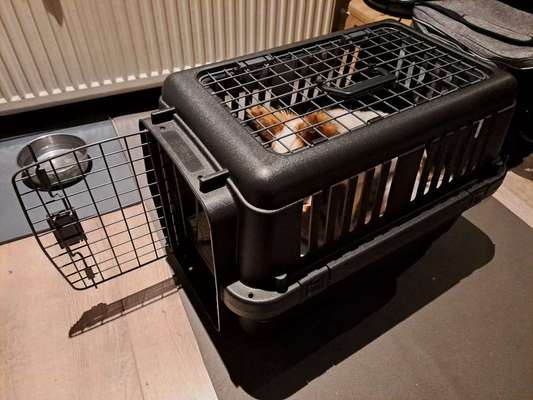 Wo sind die Chihuahua Besitzer ?-Beitrag-Bild