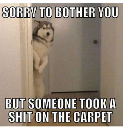 Hunde Memes-Beitrag-Bild