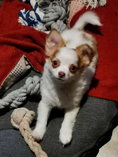 Wo sind die Chihuahua Besitzer ?-Beitrag-Bild