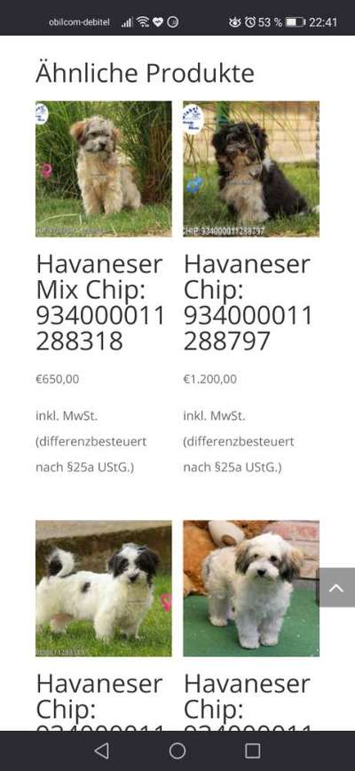 Darf man Welpen in einer Tierhandlung verkaufen/kaufen?-Beitrag-Bild