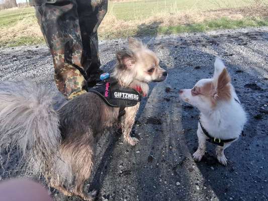 Darf der Hund bei Euch im Bett schlafen?-Beitrag-Bild