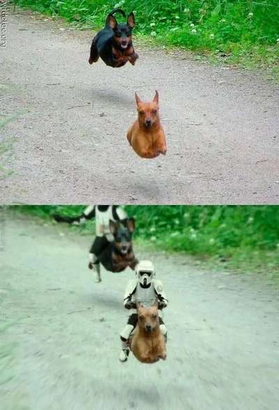 Hunde Memes-Beitrag-Bild