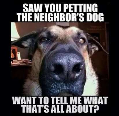 Hunde Memes-Beitrag-Bild