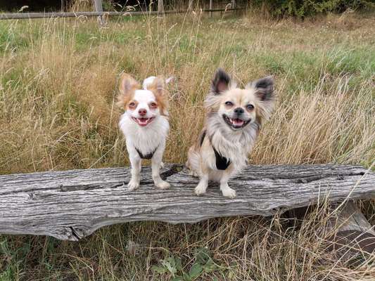 Wie kamt ihr auf die Rasse eures Hundes?-Beitrag-Bild