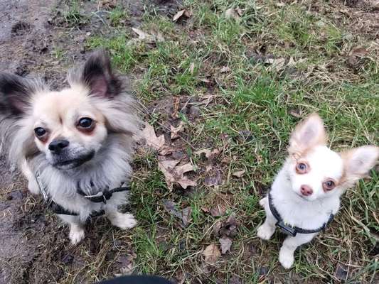 Wo sind die Chihuahua Besitzer ?-Beitrag-Bild