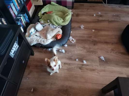 Was haben eure Hunde schon gefressen oder zerstört ?-Beitrag-Bild