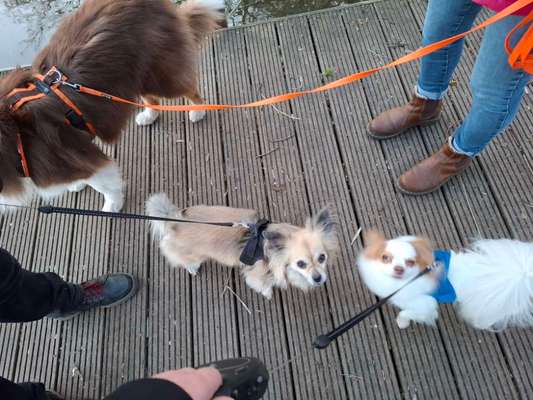 Golden Retriever wenig Interesse an mir/ uns-Beitrag-Bild