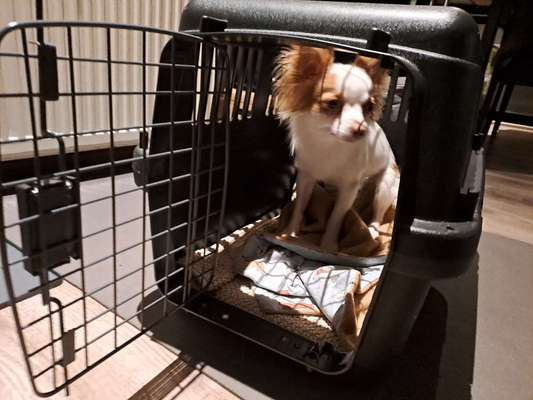 Wo sind die Chihuahua Besitzer ?-Beitrag-Bild