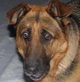 Hunde Memes-Beitrag-Bild