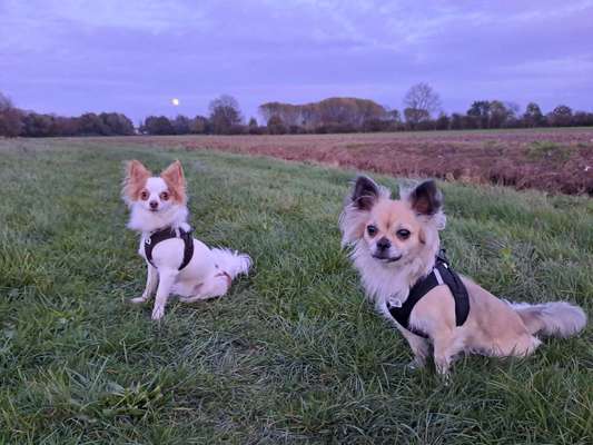 Die wunderschöne Welt mit Hund.-Beitrag-Bild
