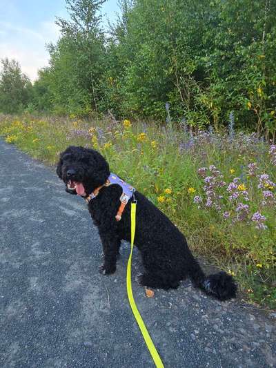 Hundetreffen-Trainingspartner für Junghund Paul gesucht-Bild