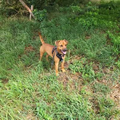 Patterdale Terrier-Beitrag-Bild