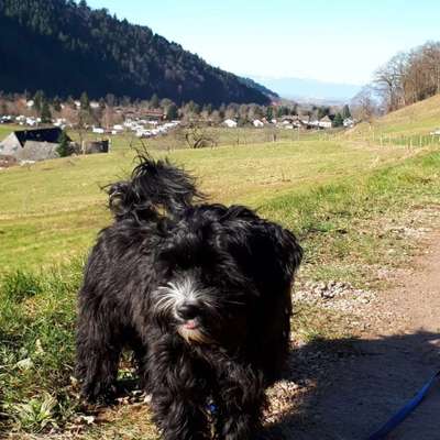 bolonka zwetna 😁-Beitrag-Bild