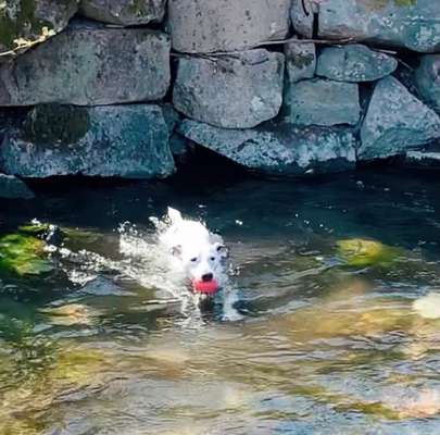 43. Fotochallenge-Zeigt mir eure Ball oder Frisbee verrueckten Hunde-Beitrag-Bild
