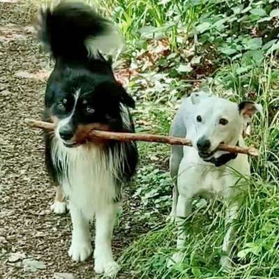 Bester Freund, Hundekumpel - zeigt her!-Beitrag-Bild