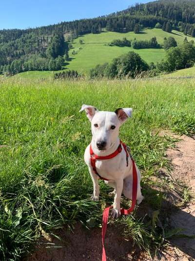 Hundetreffen-Gassirunde in Lipburg-Bild