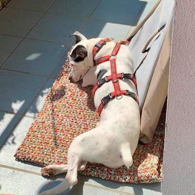 Ratonero Bodeguero Andaluz-Beitrag-Bild