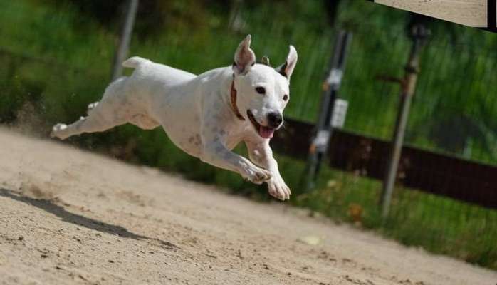 Fotochallenge 66 ~ Rennaction -Zeig deinen Hund im Lauf-Beitrag-Bild