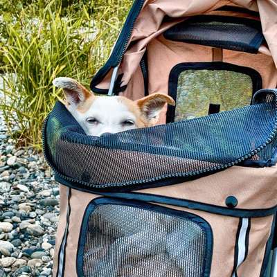 Fotochallenge Nr. 56 - geliebte Senioren-Beitrag-Bild