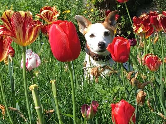 Fotochallange 63: "Dein blühendes Hündchen"-Beitrag-Bild