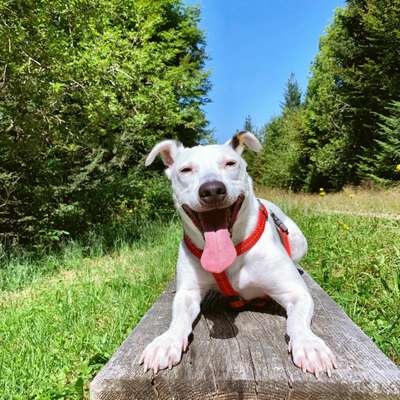 Hundetreffen-Wanderungen im Schwarzwald u. Umgebung-Bild