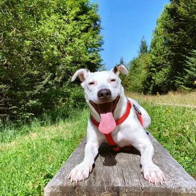 Tongue Out Tuesday-Beitrag-Bild