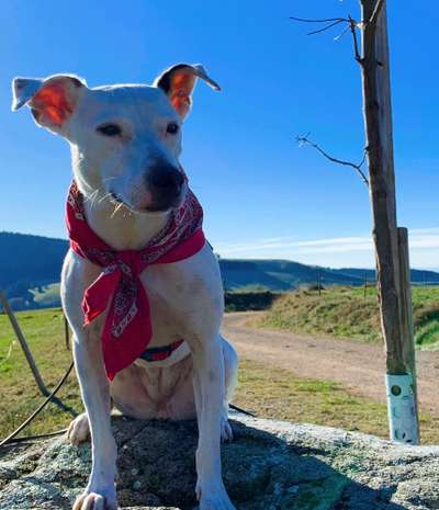 Ratonero Bodeguero Andaluz-Beitrag-Bild