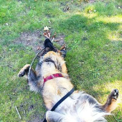 Hundetreffen-Spielen/ Gassi/ Training-Bild