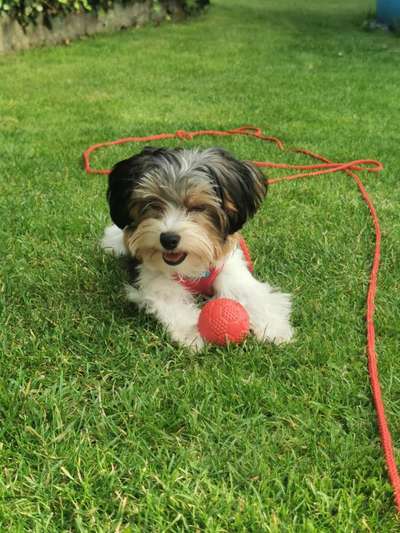 Hundetreffen-Junghundetreff-Bild