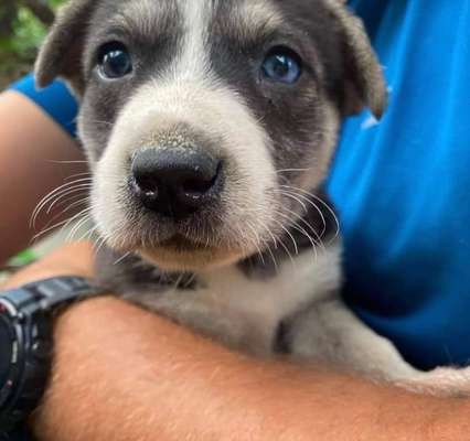 Welpen Bilder !-Beitrag-Bild