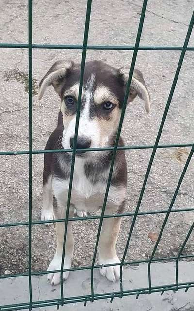 Welche Hunderasse-Beitrag-Bild