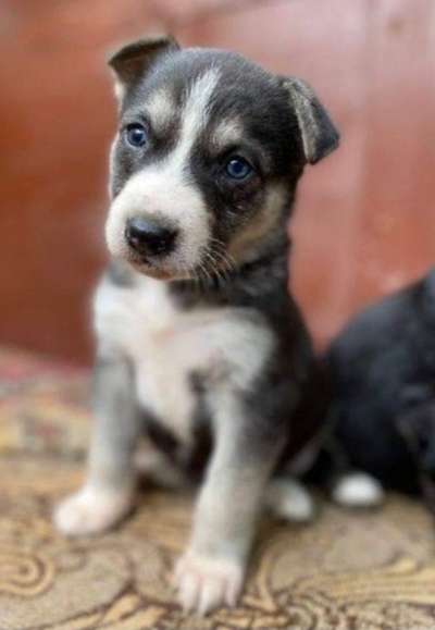 Nordische Hunde-Beitrag-Bild