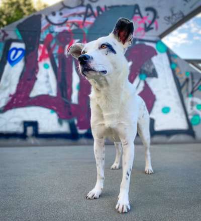 Australian Cattle Dog-Beitrag-Bild