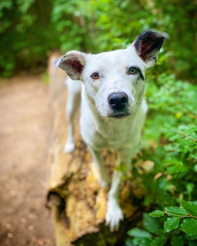 Welche Hunderasse-Beitrag-Bild