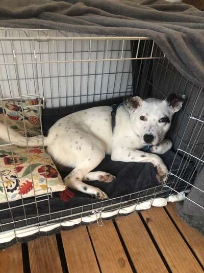 Labradorfans-Beitrag-Bild