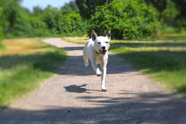 Die Dogorama Monats Challenge "Es grünt und blüht"-Beitrag-Bild