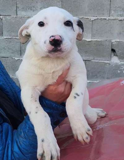 Welpen Bilder !-Beitrag-Bild