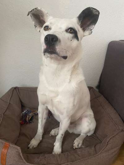 Australian Cattle Dog-Beitrag-Bild