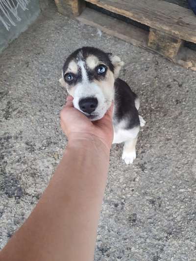 Nordische Hunde-Beitrag-Bild