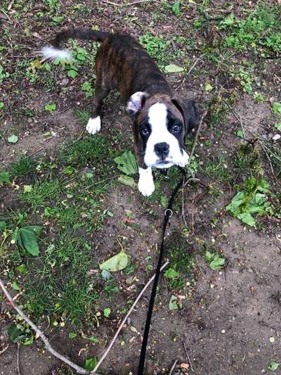 Hundetreffen-Welpentreffen am Rebstockpark-Bild