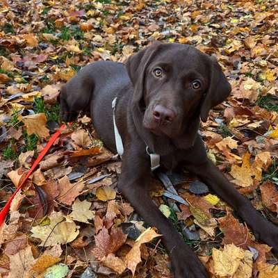 Hundetreffen-Gassi/Trainingspartner gesucht :)-Bild