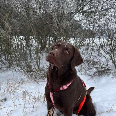 Hundetreffen-Gassi/Trainingspartner gesucht :)-Bild