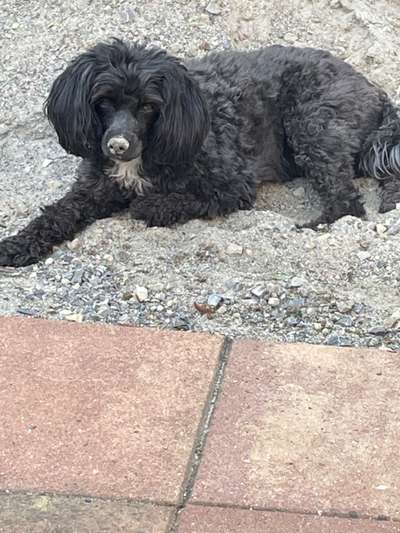 Chinese Crested (Chinesischer Schopfhund)-Beitrag-Bild