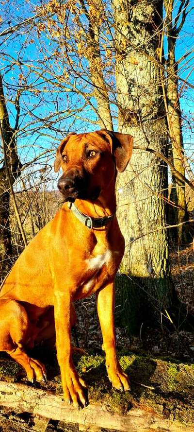 Rhodesian Ridgeback-Beitrag-Bild