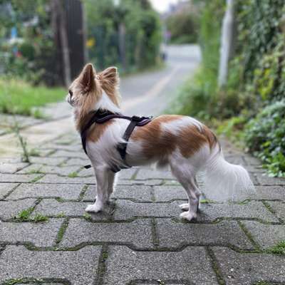 Hundetreffen-Social Walk in Rödermark und Umkreis-Bild