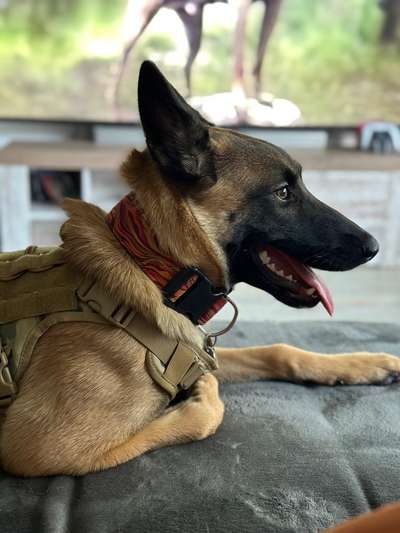 Malinois-Beitrag-Bild